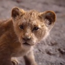 Une scène du film The Lion King