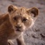 Une scène du film The Lion King