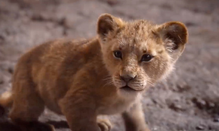 Les bandes-annonces de la semaine : Le roi lion, Fabuleuses, Premières de classe et plus