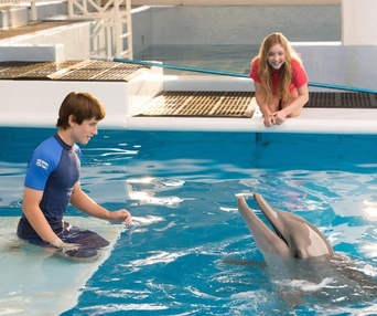 Une scène du film Dolphin Tale 2