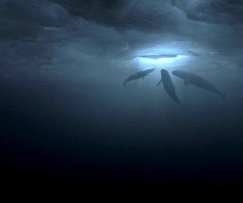 Une scène du film Big Miracle