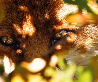Scène du film Le renard et l'enfant
