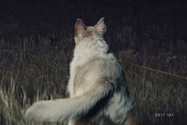 Affiche du film It Comes At Night