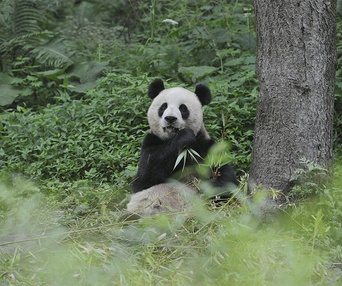 Une scène du film Pandas 3D