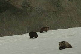 Une scène du film Terre des ours