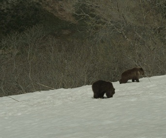 Une scène du film Terre des ours