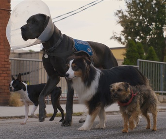 Une scène du film Strays