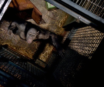 Une scène du film Rise of the Planet of the Apes
