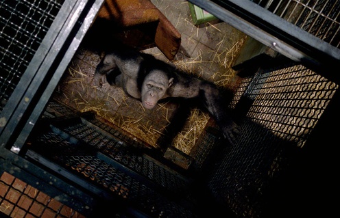 Une scène du film Rise of the Planet of the Apes