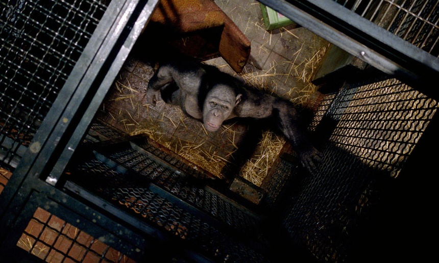 Nouveautés : Rise of the Planet of the Apes
