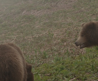 Une scène du film Terre des ours