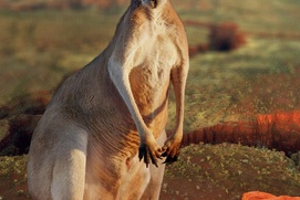 Affiche du film Australia: The Wild Continent