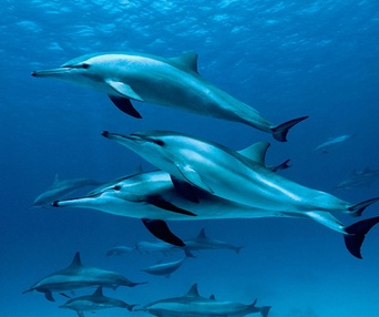 Une scène du film Oceans