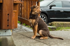 Une scène du film A Dog's Way Home