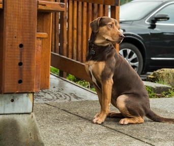 Une scène du film A Dog's Way Home
