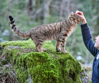Une scène du film Mon chat et moi, la grande aventure de Rroû