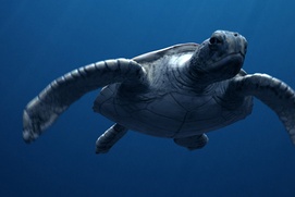 Une scène du film Sea Rex: Journey to a Prehistoric World 3D