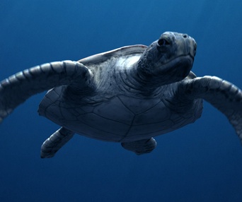 Une scène du film Sea Rex: Journey to a Prehistoric World 3D