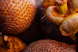 Une scène du film The Fruit Hunters