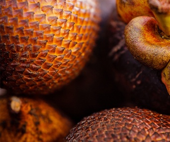 Une scène du film The Fruit Hunters