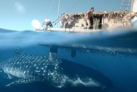 Une scène du film Kon-Tiki Une scène du film Kon-Tiki