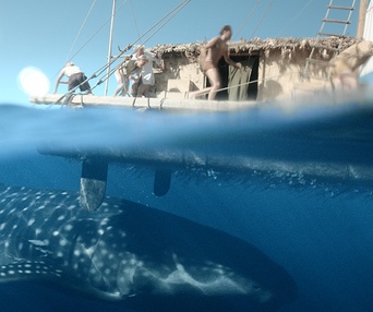 Une scène du film Kon-Tiki
