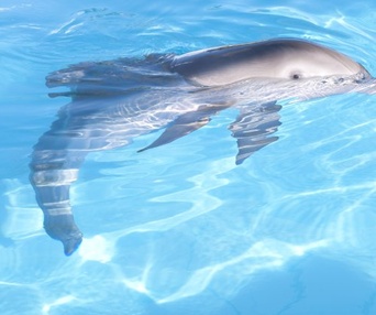 Une scène du film Dolphin Tale