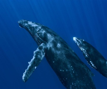 Scène du film Oceans