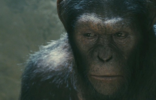 Un scène du film Rise of the Planet of the Apes