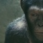 Un scène du film Rise of the Planet of the Apes