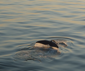 Une scène du film Last of the Right Whales