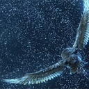 Une scène du film Legend of the Guardians