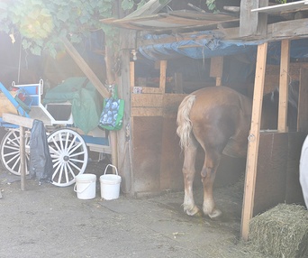 Une scène du film Le Horse Palace