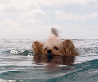 Une scène du film The Meg