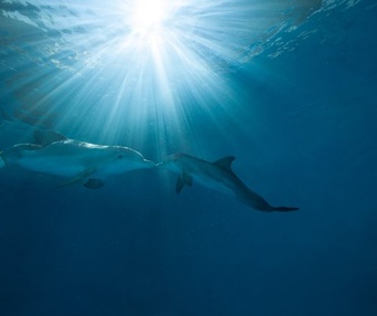 Une scène du film Dolphin Tale 2
