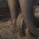 Une scène du film Dumbo
