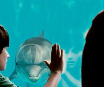Une scène du film Dolphin Tale