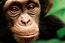 Affiche du film Chimpanzés