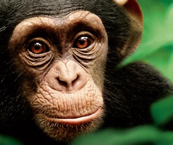 Affiche du film Chimpanzés