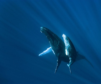 Une scène du film Oceans