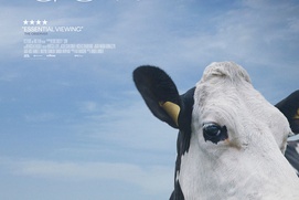 Affiche du film Cow
