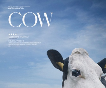 Affiche du film Cow