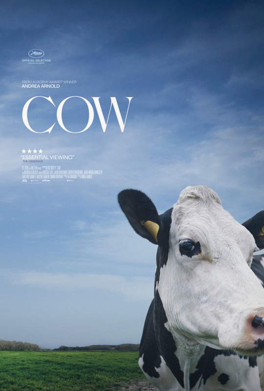 Affiche du film Cow
