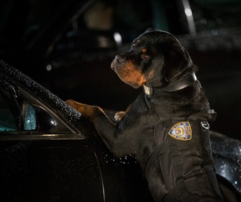 Une scène du film Show Dogs