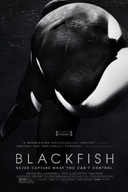 Affiche du film Blackfish l'orque tueuse