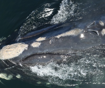 Une scène du film Last of the Right Whales