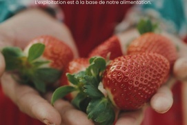 Image du film Les cueilleurs