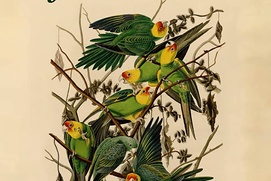Affiche du film Birds of America
