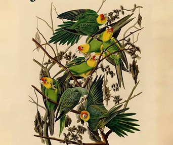 Affiche du film Birds of America