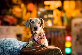 Une scène du film Marmaduke Une scène du film Marmaduke